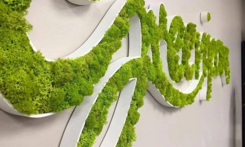 香菜绿 Coriander green